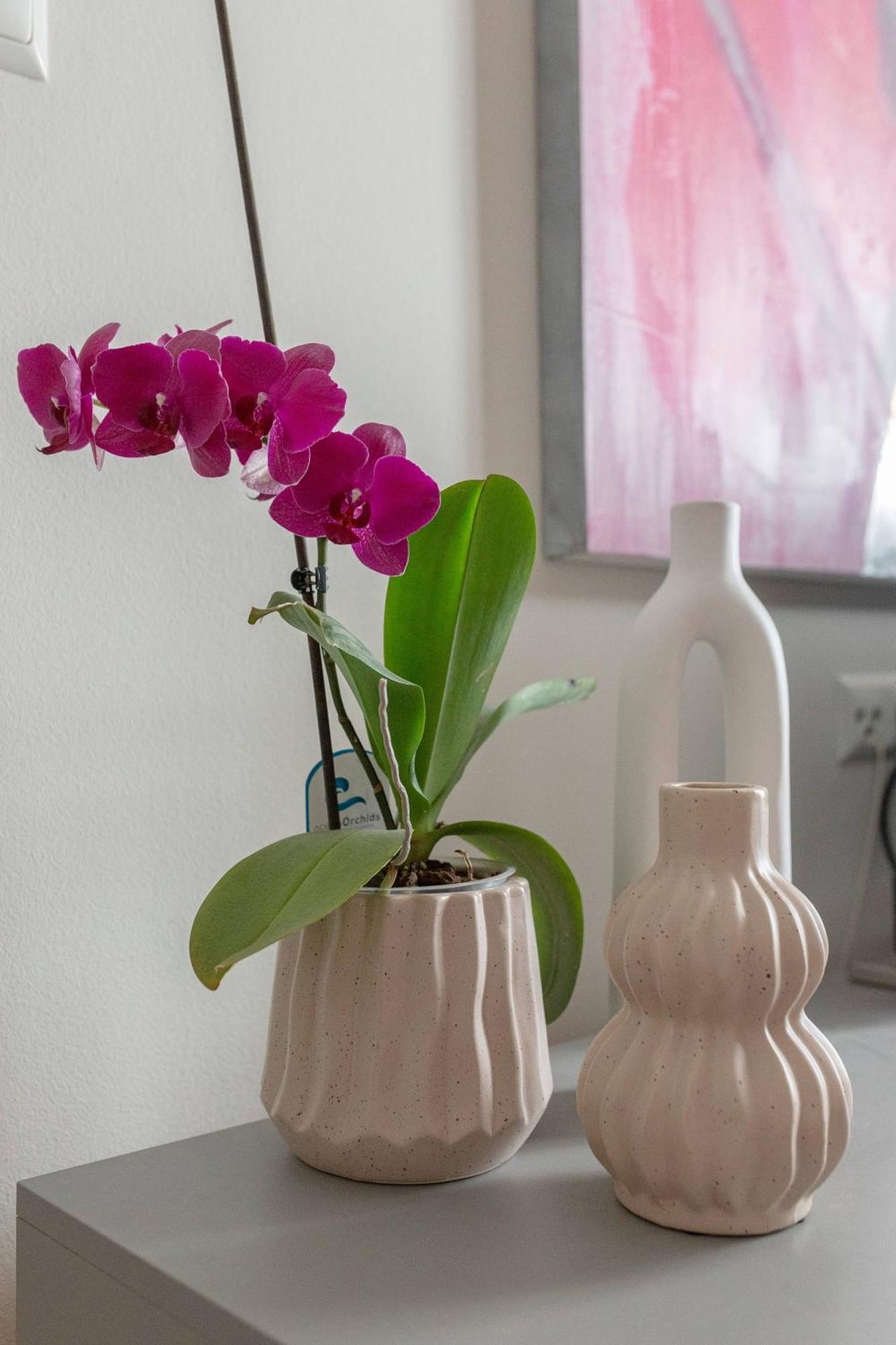 Apartmán Apartma Rozeta
